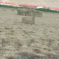 علف فروشی