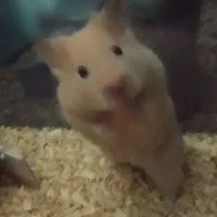 همستر|موش و خرگوش|کرمان, |دیوار