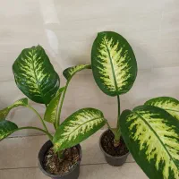 انواع گل ها باقیمت مناسب