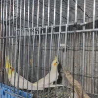 عروس هلندی باجوجه