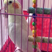 عروس هلندی|پرنده|رامهرمز, |دیوار