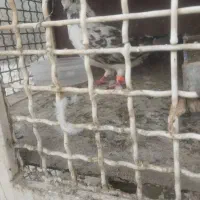 کفتر نر سوسکی