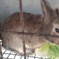 فروش خرگوش های زیبا و باهوش|موش و خرگوش|ری, جوانمرد قصاب|دیوار