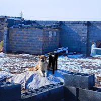 سگ نر|سگ|مبارکه, |دیوار