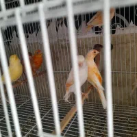 قناری ماده آماده|پرنده|بم, |دیوار