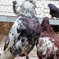 کبوتر شمرونی دولابی کاشونی