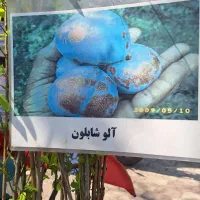 فروش نهال|گل و گیاه طبیعی|توتکابن, |دیوار