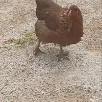 مرغ وخروس وجوجه