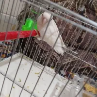 طوطی برزیلی سفید|پرنده|فولادشهر, B1|دیوار