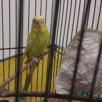 فروش ۴عدد مرغ عشق