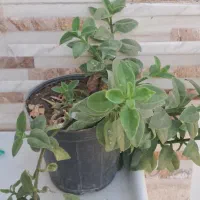 گل طبیعی یخ شاخ بزی|گل و گیاه طبیعی|مشهد, رباط طرق|دیوار
