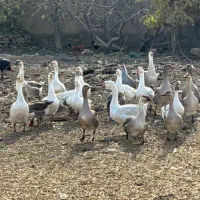 غاز محلی و قوغاز مولد و پرواری|حیوانات مزرعه|جوادآباد, |دیوار