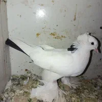 قره گویروخ بوینی گوللی