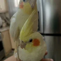 عروس هلندی نروماده سفید فنج|پرنده|اردبیل, |دیوار