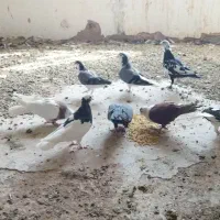 کبوتر نقش و هوایی