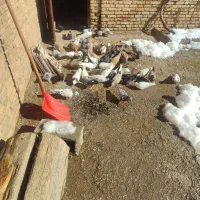 تعداد 50عدد کبوتر رنگی و پلاکی و دورگه