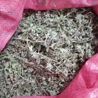 آویشن تازه