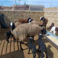 شیشک شال بره دار