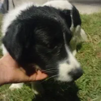 سگ پیداشده|حیوانات|بوشهر, |دیوار