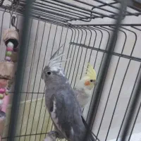 ی جفت عروس هلندی وایت فیس و ابلغ‌