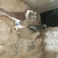 کبوتر پرشی ضربه|پرنده|شهرآباد, |دیوار