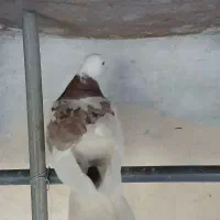 کبوتر|پرنده|ری, امین آباد|دیوار