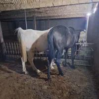 اسب اصیل همراه کره