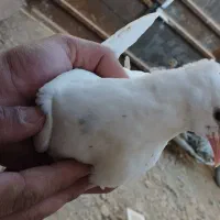 طوقی سرونج شیرسیا