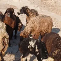 7 راس میش ترکی بره دار|حیوانات مزرعه|جره و بالاده, |دیوار