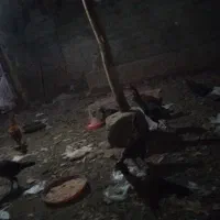 مرغ لاری ۱۲ عدد ۲عدد خوروس اصل لاری بقیه مرغ|حیوانات مزرعه|عجب شیر, |دیوار