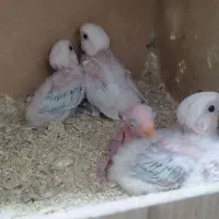 جوجه برزیلی سرلاکی نژاددار