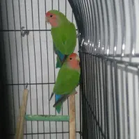 طوطی برزیلی جفت|پرنده|قرچک, محمد آباد|دیوار