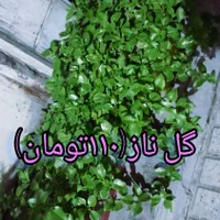 گل های طبیعی زیبا و با طراوت|گل و گیاه طبیعی|قرچک, مهدیه|دیوار