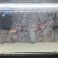 آکواریوم|ماهی|کرمانشاه, |دیوار