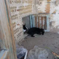 خرگوش لپ جفت|موش و خرگوش|بجنورد, |دیوار