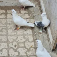 کبوتر سینه فر و پشت دار کفتر زینتی|پرنده|قزوین, |دیوار