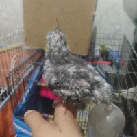 جوجه عروس|پرنده|قیدار, |دیوار