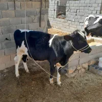 گاو وگوساله نر|حیوانات مزرعه|فلارد, |دیوار