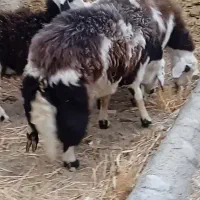 قورچ|حیوانات مزرعه|اشترینان, |دیوار