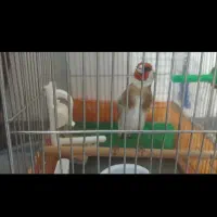 سهره صحرایی چند ماه قفس آب رنگ دار