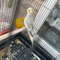 عروس هلندی ماده