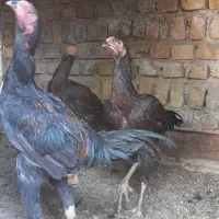 معاوضه با مرغ محلی|حیوانات مزرعه|ضیاء آباد, |دیوار