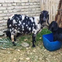 بزبادوتا‌بزغاله