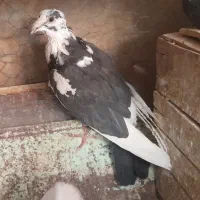 کبوتر بزک .کبوتر پاکستانی(رامپوری)