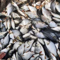 بچه ماهی آمور وکپور|ماهی|شوشتر, |دیوار