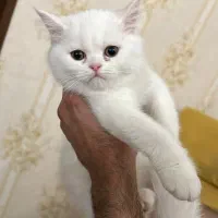 بریتیش اصیل