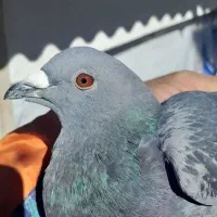 کفتر|پرنده|مشکین‌دشت, |دیوار