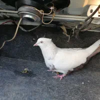 کبوتر بهبهونی فروشی