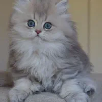 بچه گربه پرشین چهره عروسکی