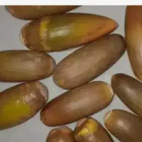 بلوط کیسه ای ۷۰۰هزار کیلوی ۱۵هزار (مقطوع)